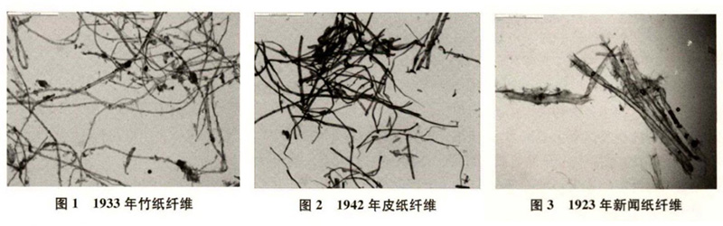 竹紙、皮紙、新聞紙纖維圖譜